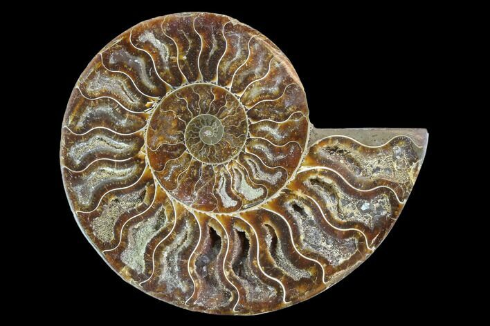 Agatized Ammonite Fossil (Half) - Madagascar #88262